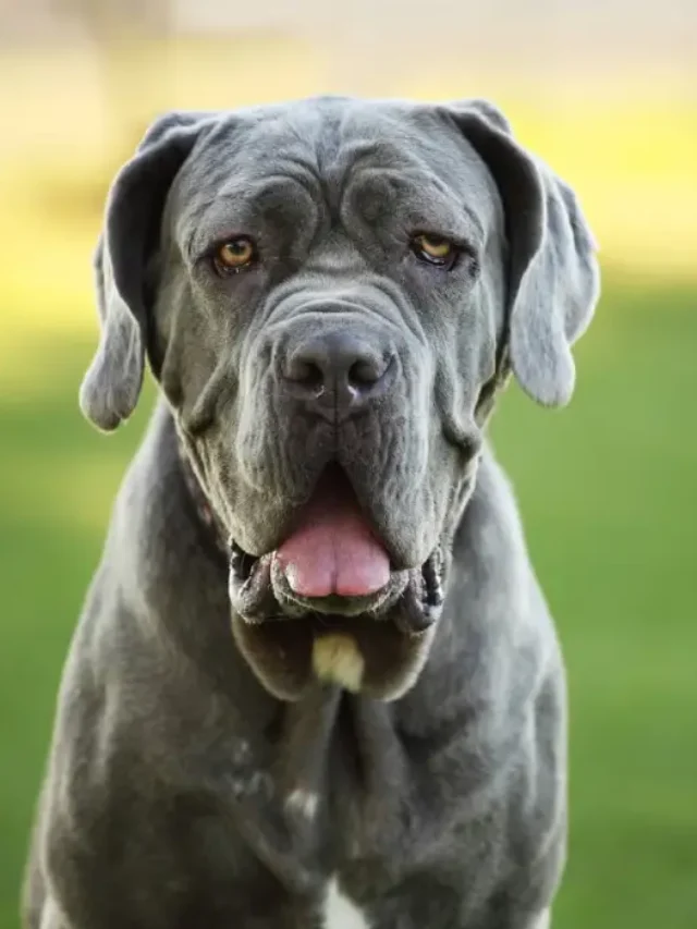 Large Dog Breeds