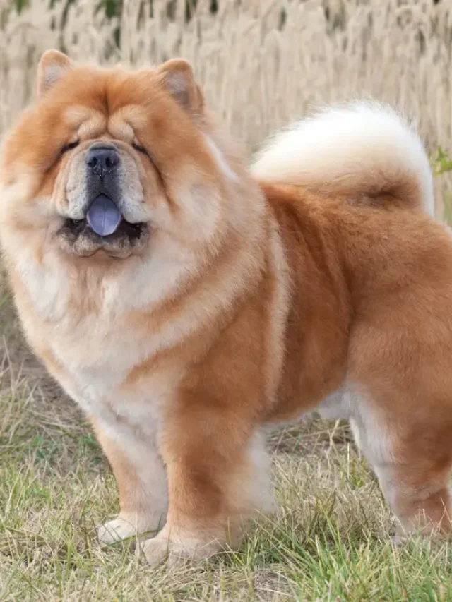 Medium Dog Breeds
