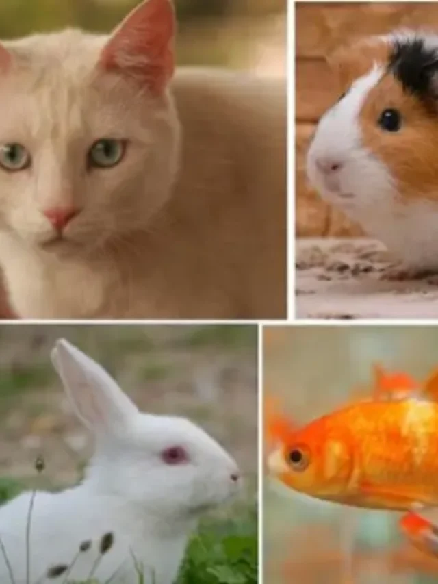 Most Popular Pets