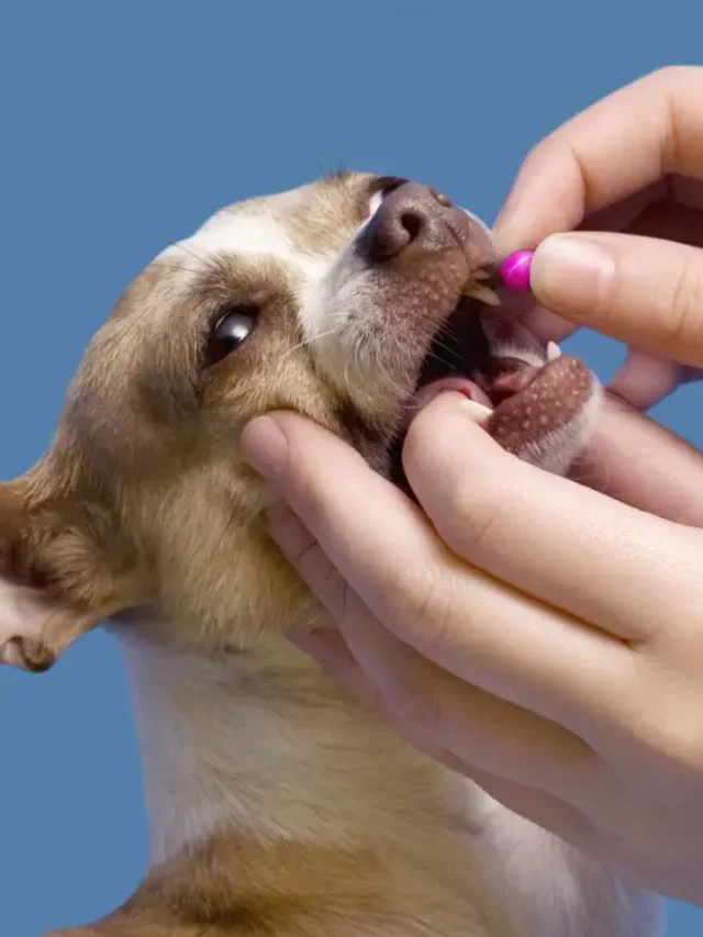 NexGard for Dogs