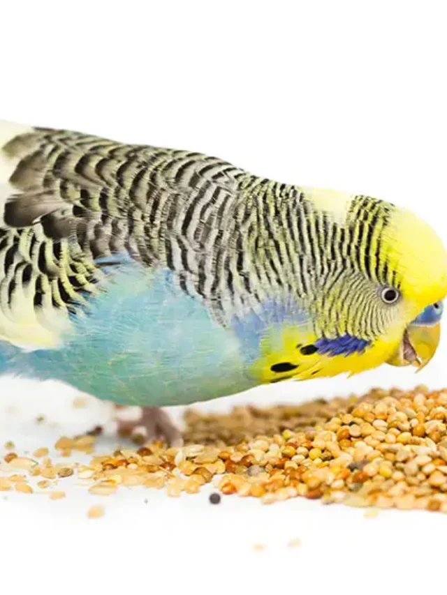 Parakeet Food