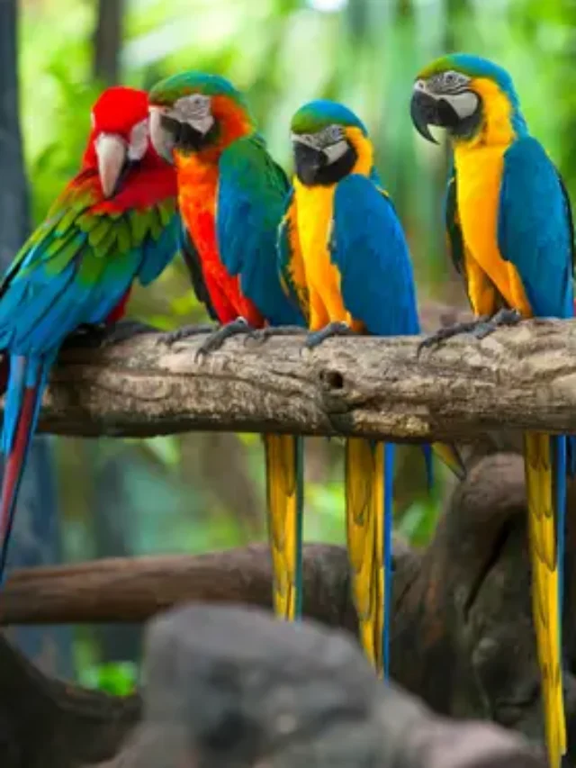 Parrots