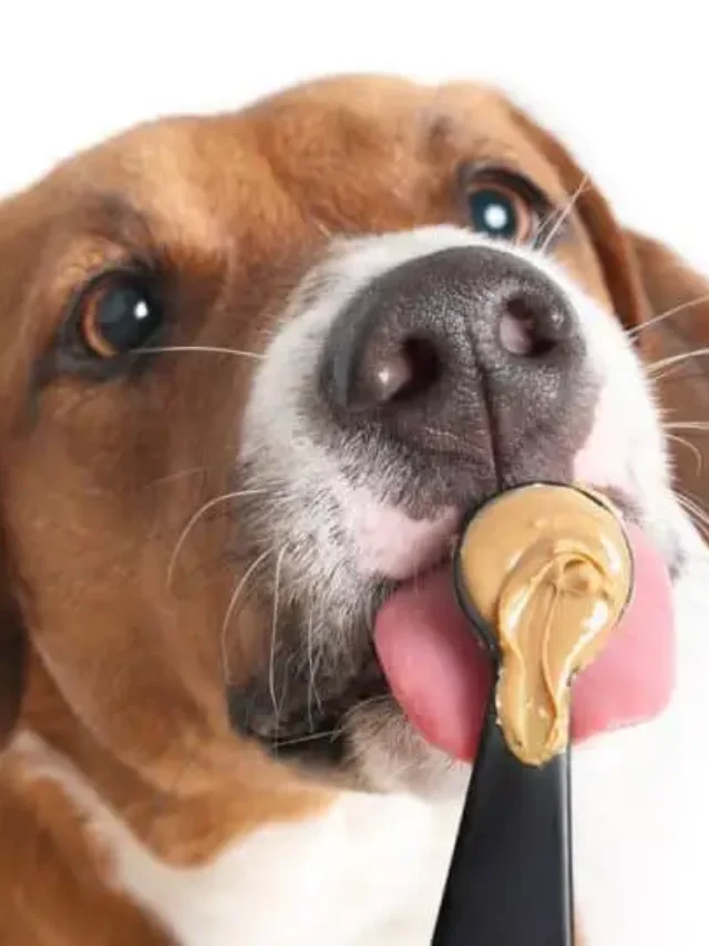 Peanut Safety Tips for Dogs