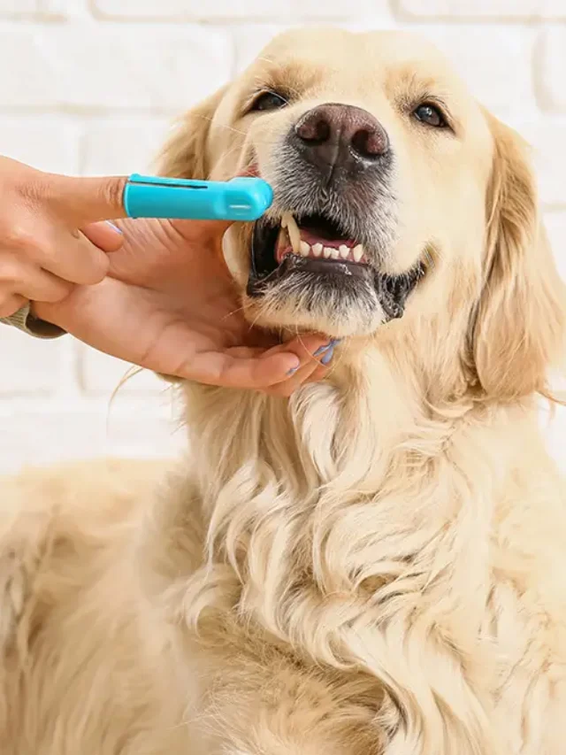 Pet Dental Care