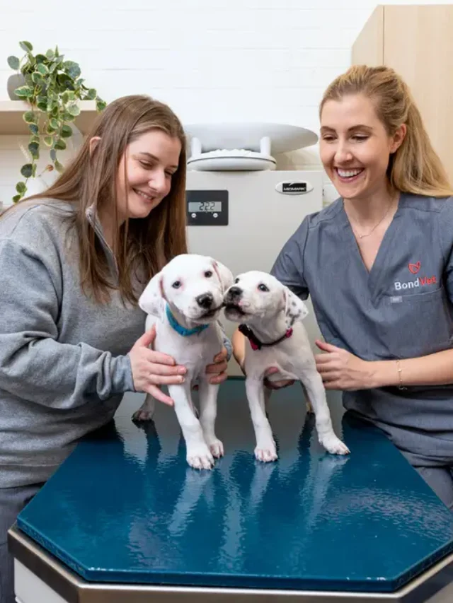 Pet Health Clinic
