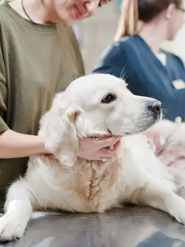 Pet Health Insurance