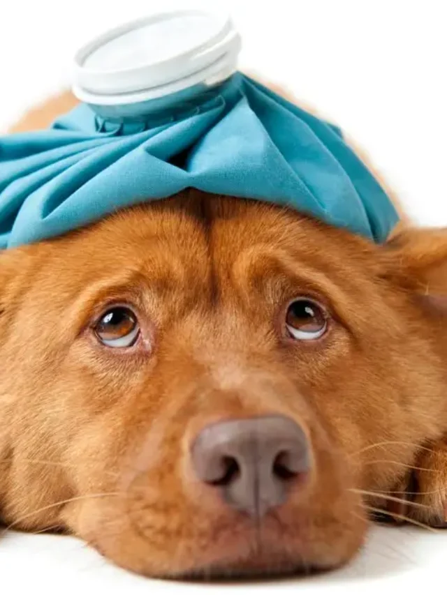 Pet Health Warning Signs