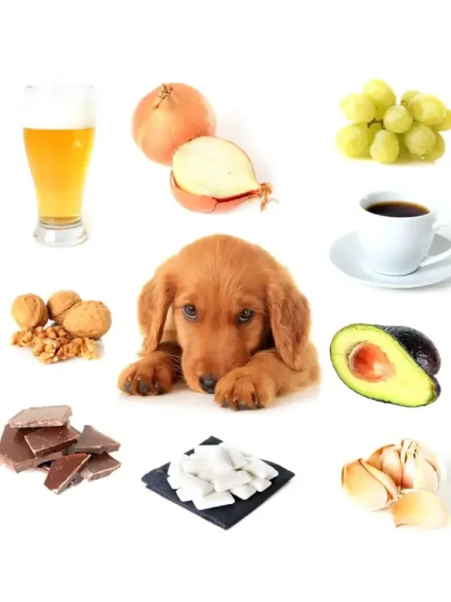 Pet Nutrition Tips