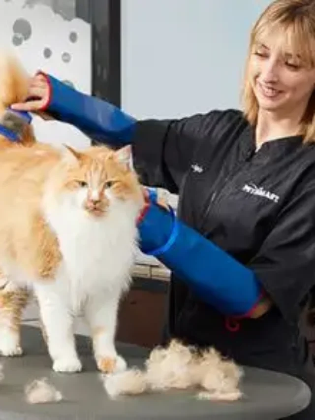PetSmart Grooming
