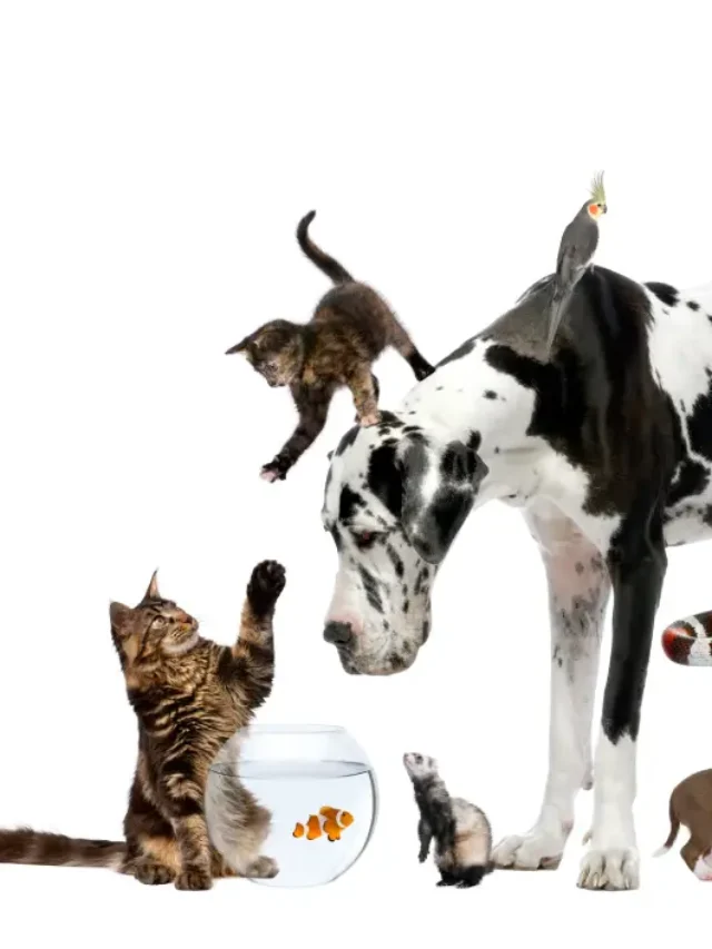 Pets