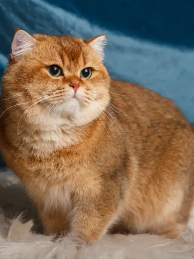 Popular Cat Breeds