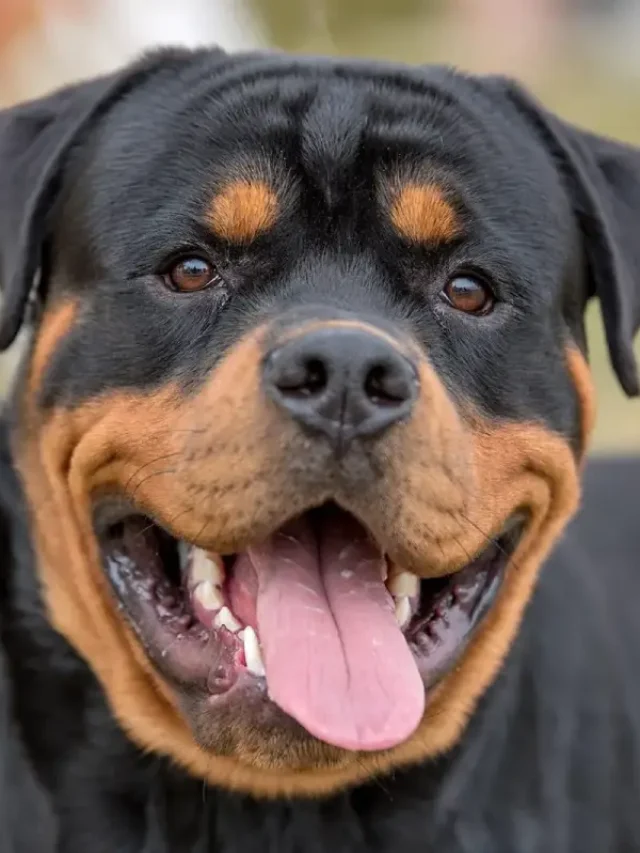 Rottweiler
