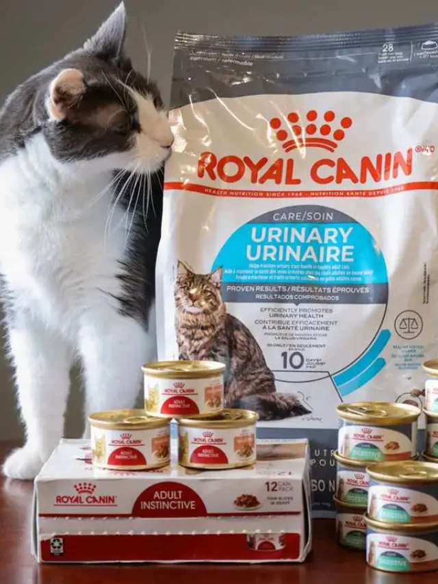 Royal Canin Kitten