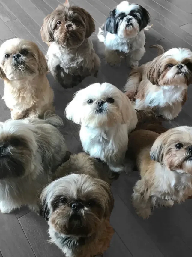 Small Dog Breeds Training Tips