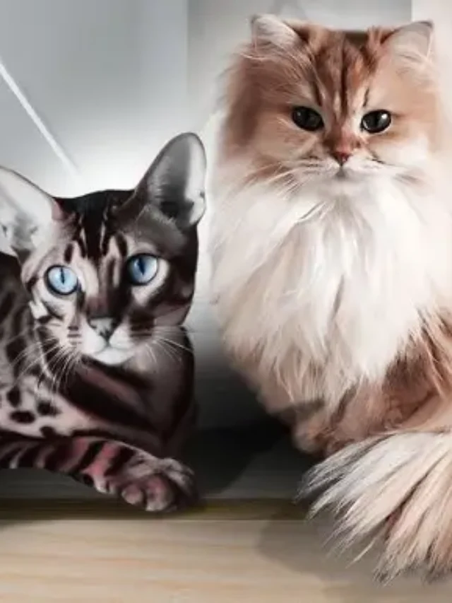 Smartest Cat Breed