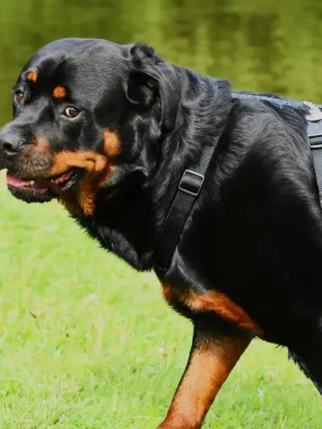 Smartest Dog Breeds