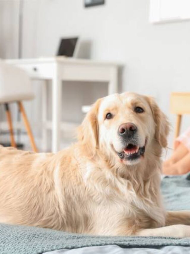 Top 10 Benefits of Having a Pet at Home in the USA