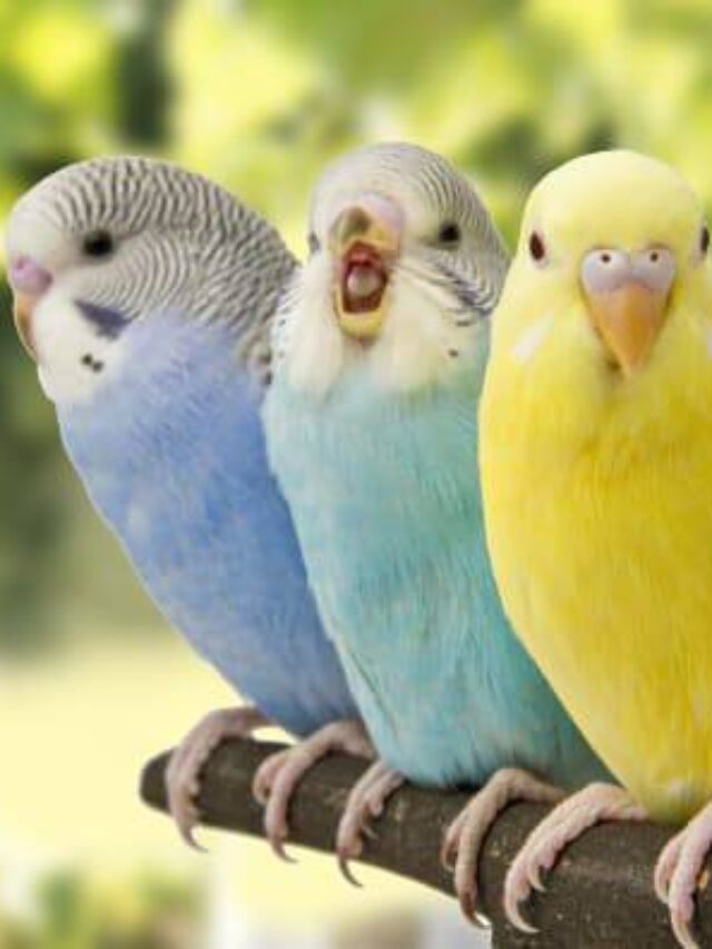Top 10 Popular Pet Birds in the USA for Bird Lovers