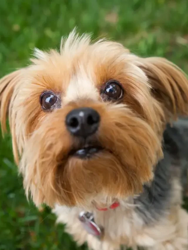 Top 10 Small Dog Breeds