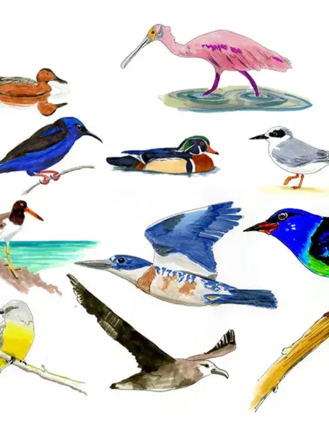 birds