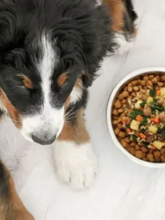 dog food toppers
