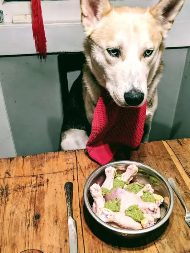 raw diet for dogs