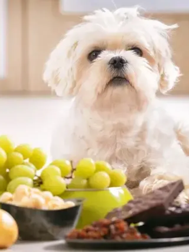 toxic foods for dogs