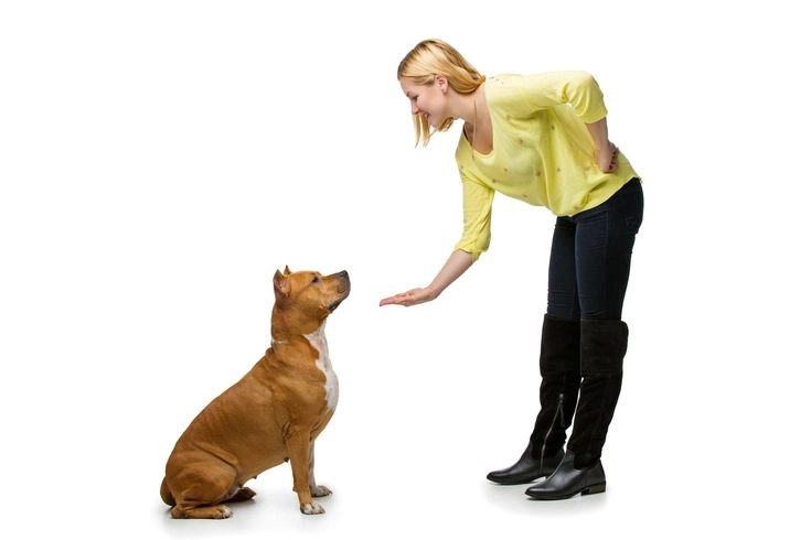 Sit, Stay, Come- Train Your Dog the Smart Way with These Simple Tips Luring sit