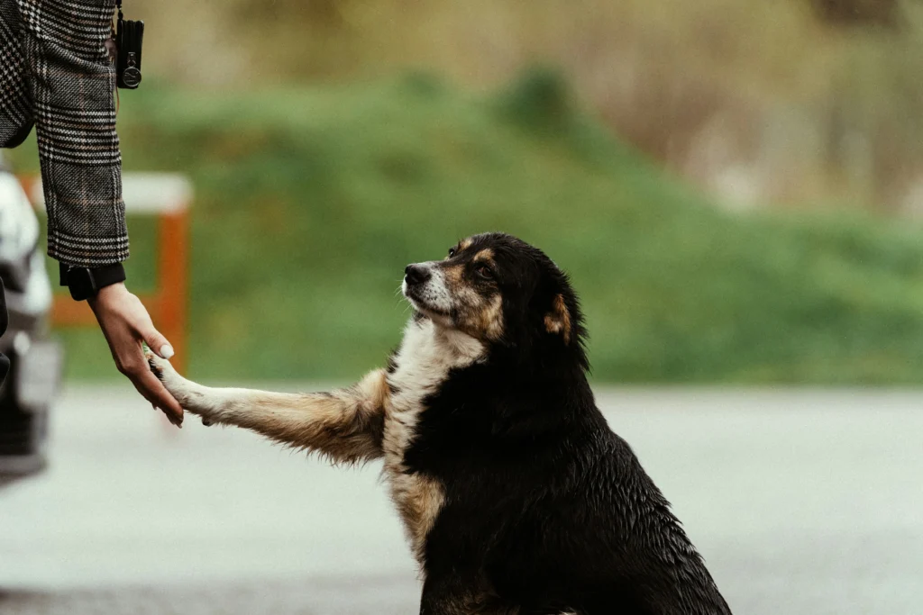 Sit, Stay, Come- Train Your Dog the Smart Way with These Simple Tips Training a dog
