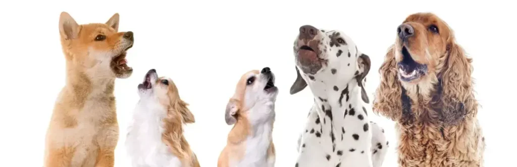 why do dogs howl at sirens-1