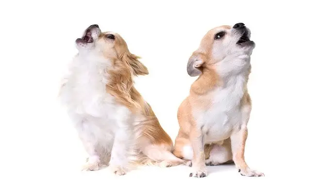 Why do dogs howl at Sirens: Instinct or Just Reaction? why do dogs howl at sirens-2