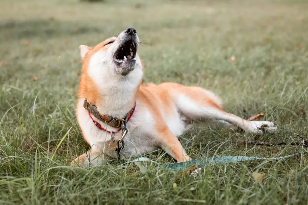 Why do dogs howl at Sirens: Instinct or Just Reaction? why do dogs howl at sirens-3