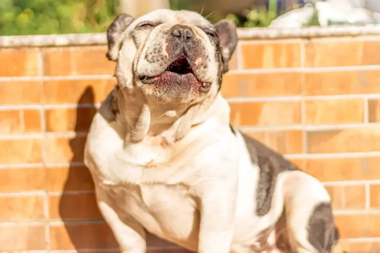 Blogs why do dogs howl at sirens