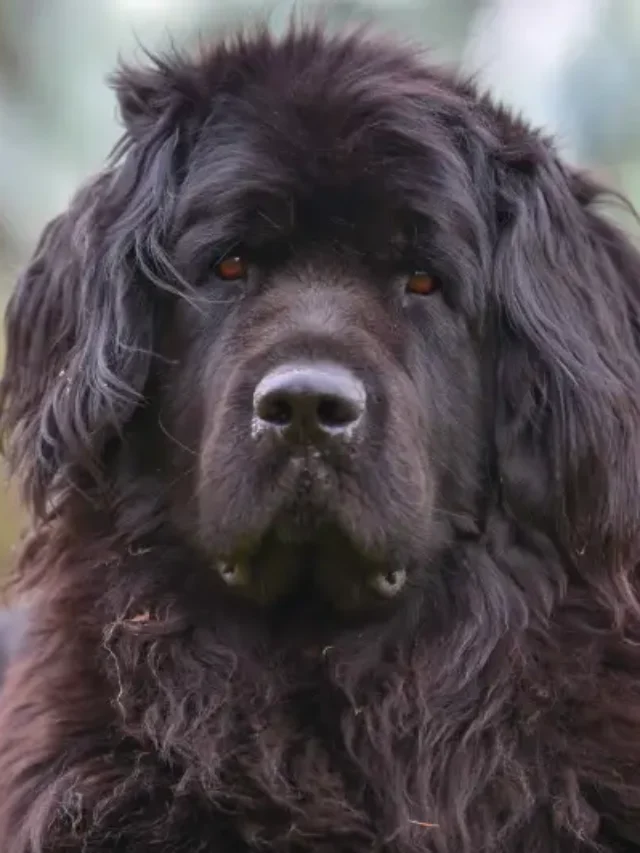 USA Top 10 Big Dog Breeds Revealed!