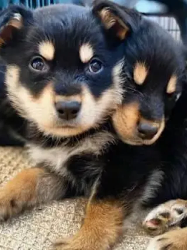 Cute Dogs