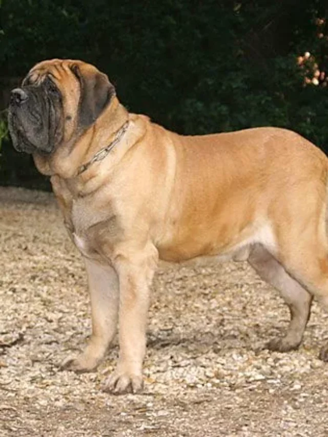 Giant Dog Breeds