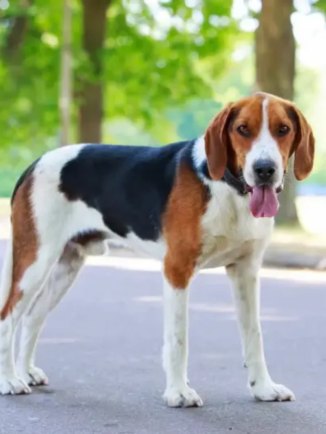 Top 10 Hound Dog Breed Perfect for USA Families