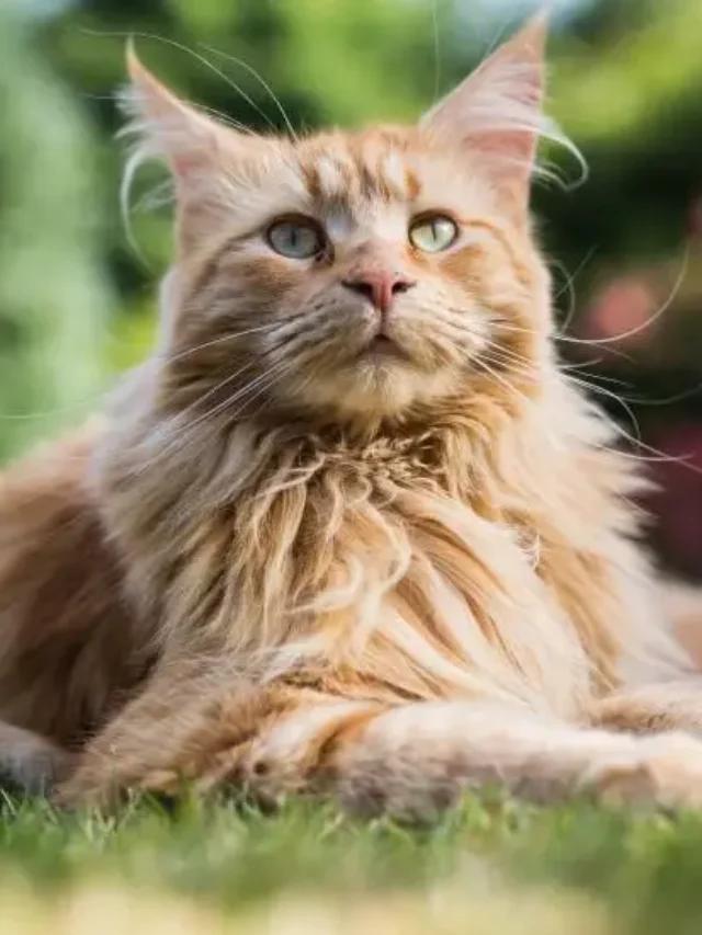 Top 10 Large Cat Breeds in the USA