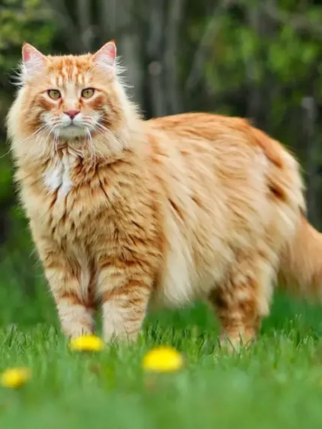Top 10 Largest Cat Breed Popular in the USA!