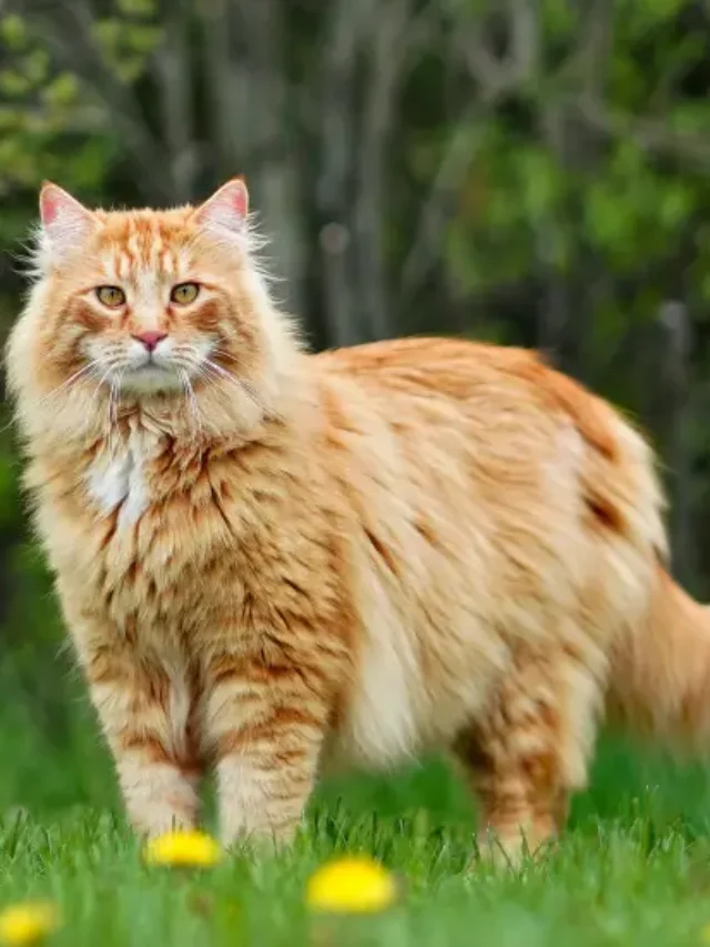 Maine Coon Kittens