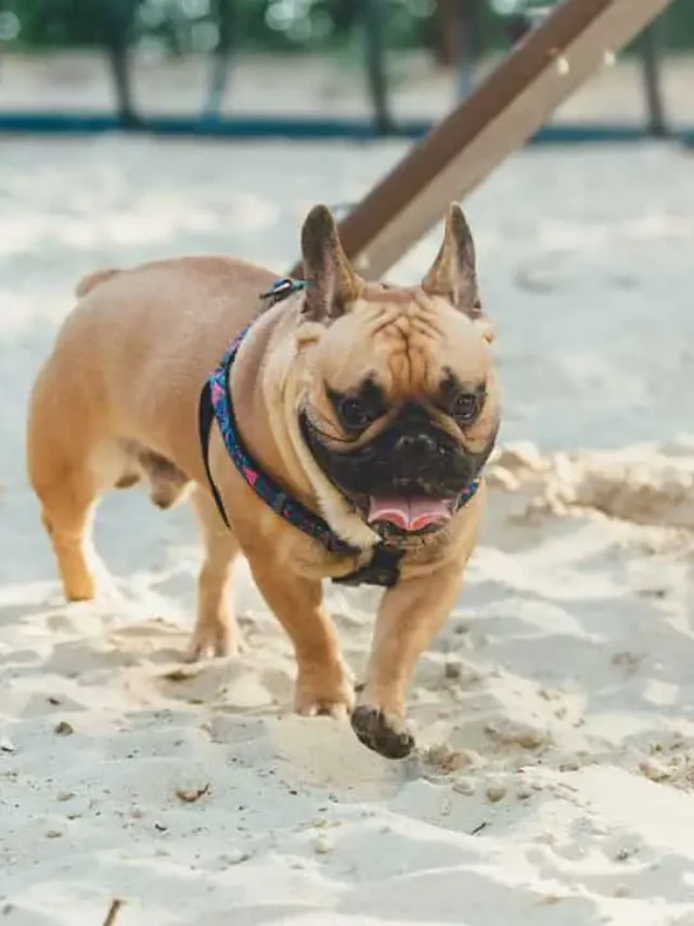 Top 10 Most Popular Dog Breeds in the USA for 2025