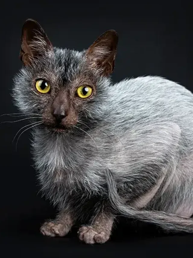 Top 10 Rare Cat Breeds are taking the USA by Storm!