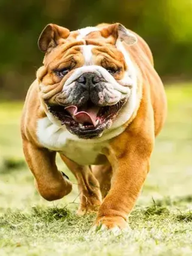 Top 10 Strongest Dog in the USA