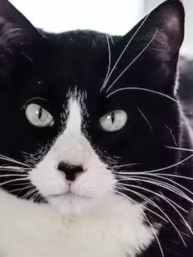 Top 10 Tuxedo Cat Breed in the USA