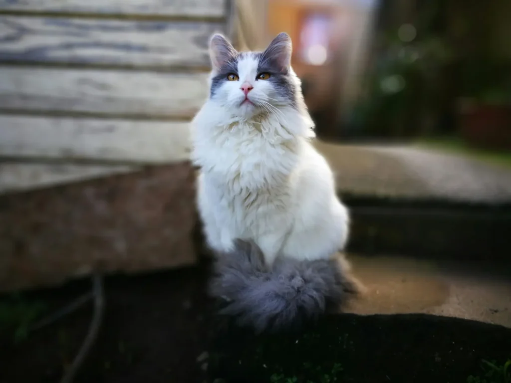 American Curl Cat