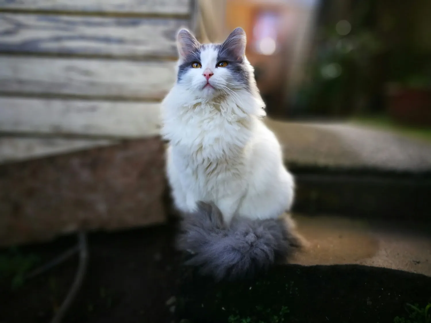 American Curl Cat