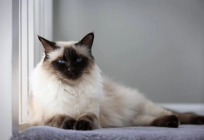Balinese Cat