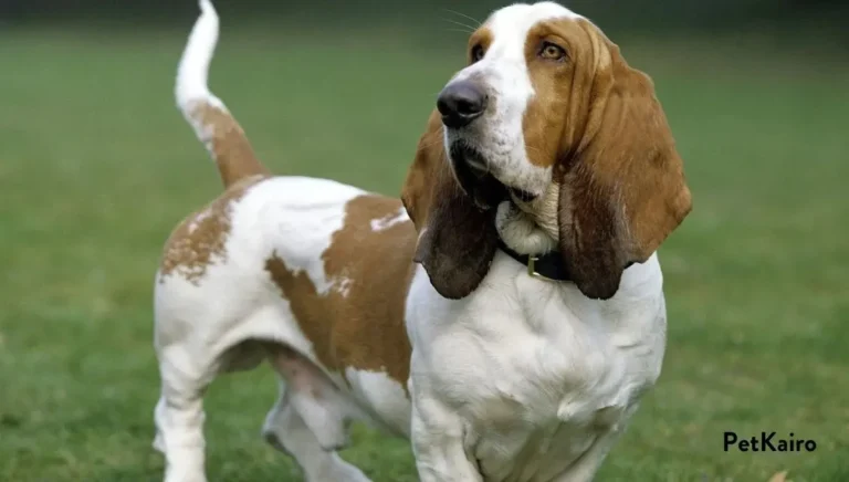 Basset Hound  