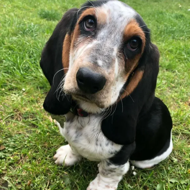 Top 9 Dog Breeds for People Who Work for Long Hours Basset Hound