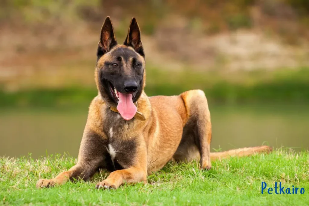 Top 7 Smartest Large Dog Breeds: Loyal Protectors Belgian Malinois
